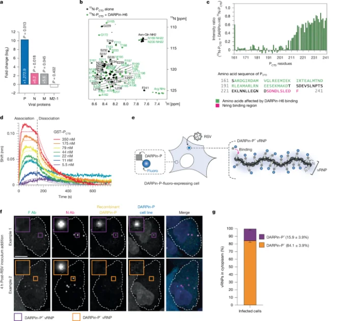 Pre-Assemblage Biomolecular Condensate Seeds: Kunci Utama Replikasi Virus RSV yang Mengancam Pernapasan