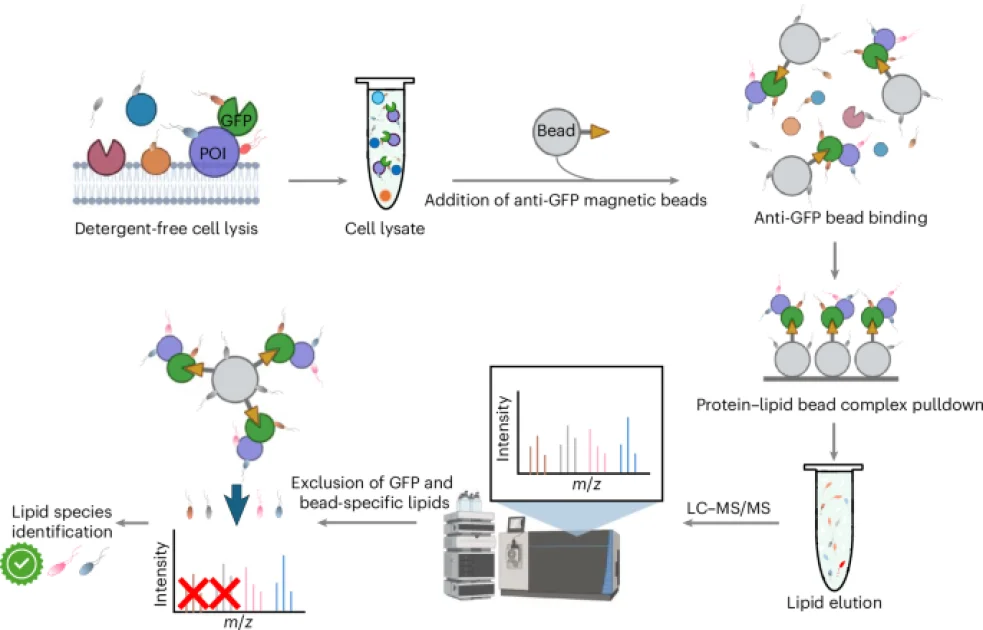 Lipid-Trap Mass Spectrometry (LTMS): Teknik Inovatif untuk Ungkap Interaksi Lipid-Protein di Sel Manusia