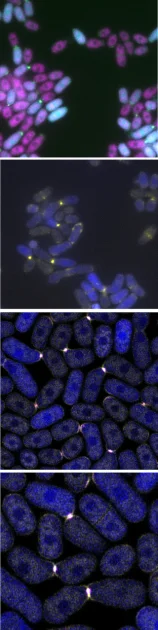 Penelitian Cdc42 di Ragi S. pombe: Rahasia Pertumbuhan dan Fusi Sel yang Menginspirasi Mekanik Game Simulasi
