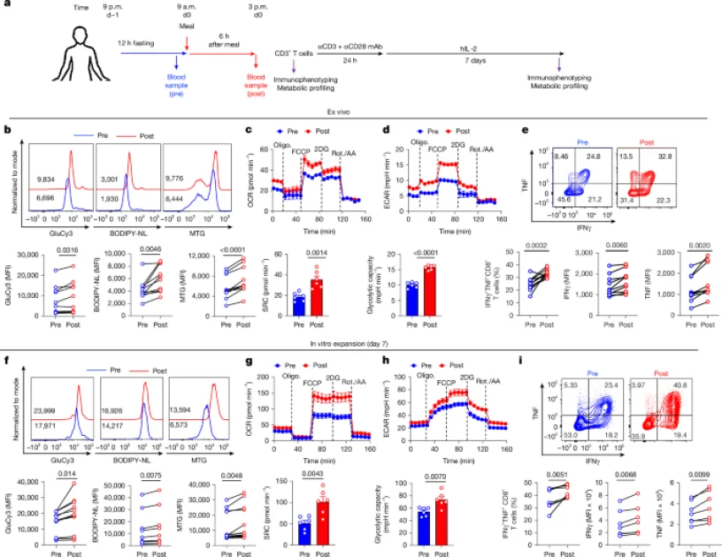 Puasa dan Refeeding Tingkatkan Kekebalan Sel T: Penelitian Ilmiah Baru untuk Kesehatan Gamer