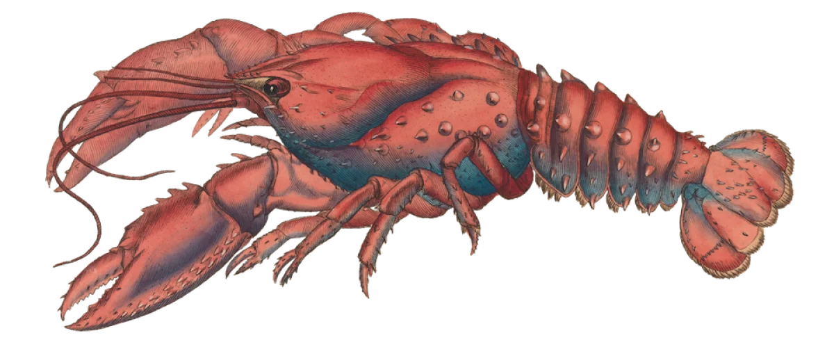 Cara Kerja Algoritma Halaman Depan Lobsters: Rahasia Konten Terpopuler di Komunitas Computing