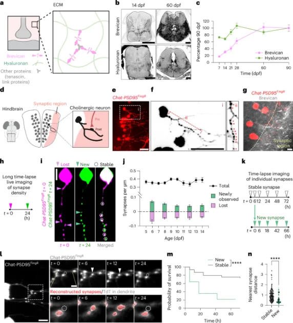 Rahasia Otak Fleksibel: Peran 'Matrix' Tak Terlihat dalam Pembentukan Memori dan Plastisitas Sinapsis!